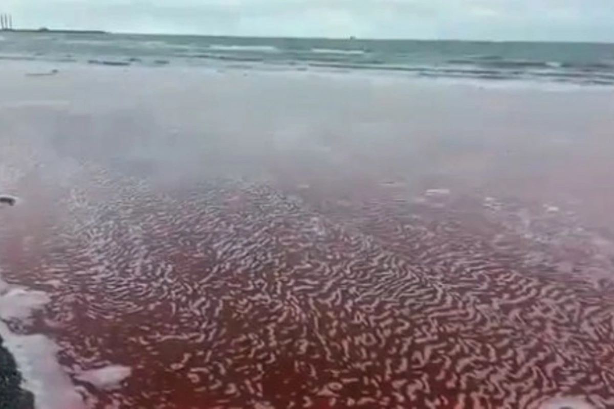 Xəzər dənizinin bir hissəsi NİYƏ QIRMIZI RƏNGƏ BOYANIB? - RƏSMİ AÇIQLAMA