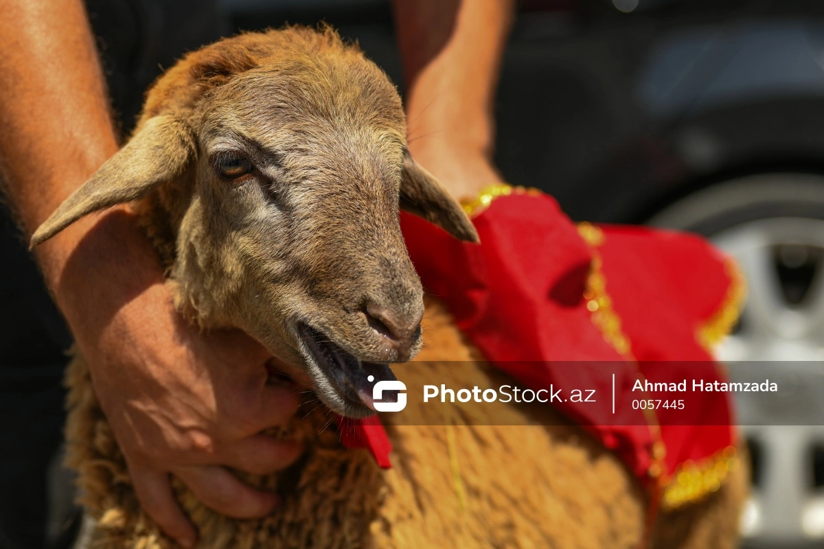 Eid al-Adha is approaching: sacrificial animals are becoming more expensive