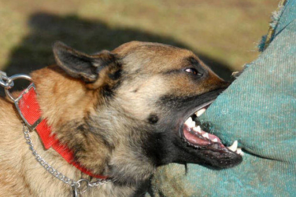 Ötən il Azərbaycanda 50 minə yaxın şəxsi heyvan dişləyib