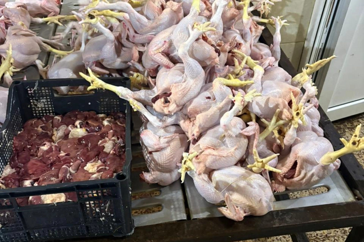 Lənkəranda toyuq kəsimi sexinin qanunsuz fəaliyyəti aşkarlandı