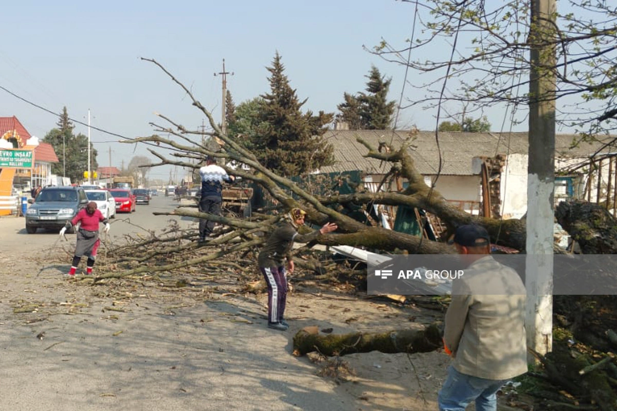 Lənkəranda külək irigövdəli ağacı yola aşırıb, 850 abonent işıqsız qalıb - FOTO