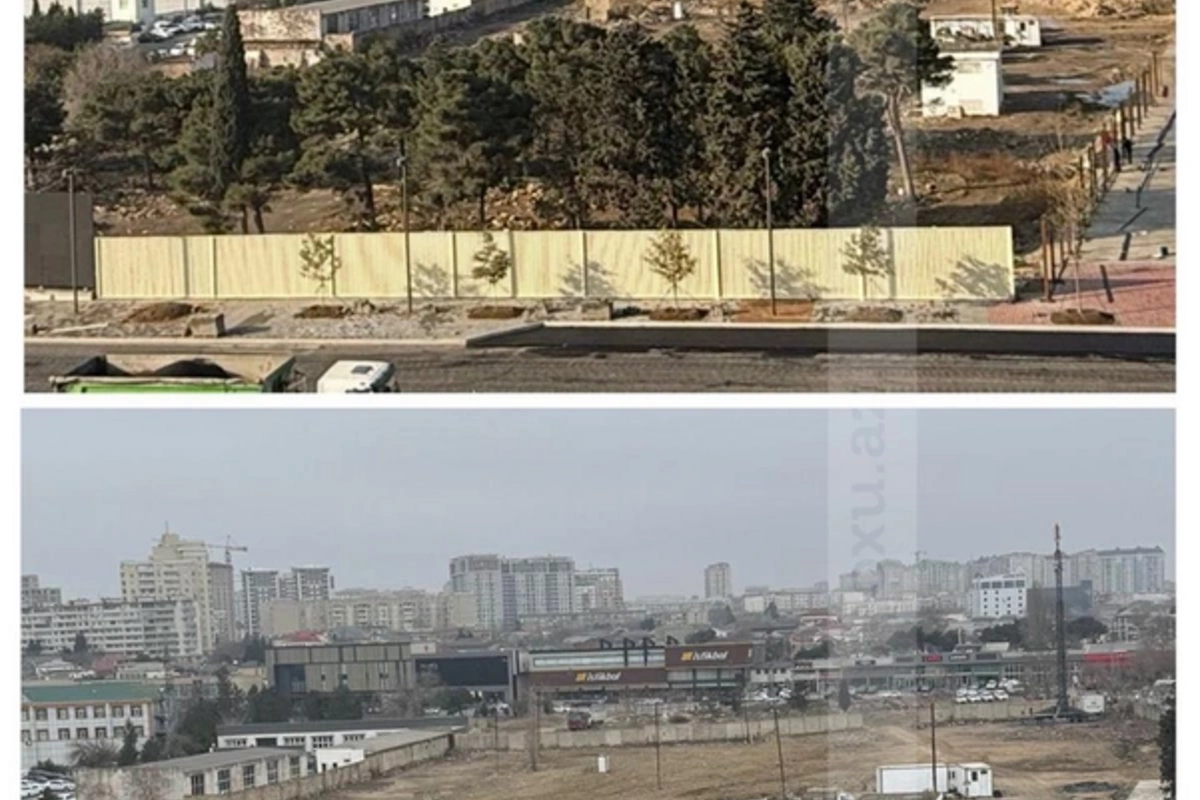 Bakının Ağ Şəhər ərazisində kütləvi ağac kəsimi: Saxlanılanlar var