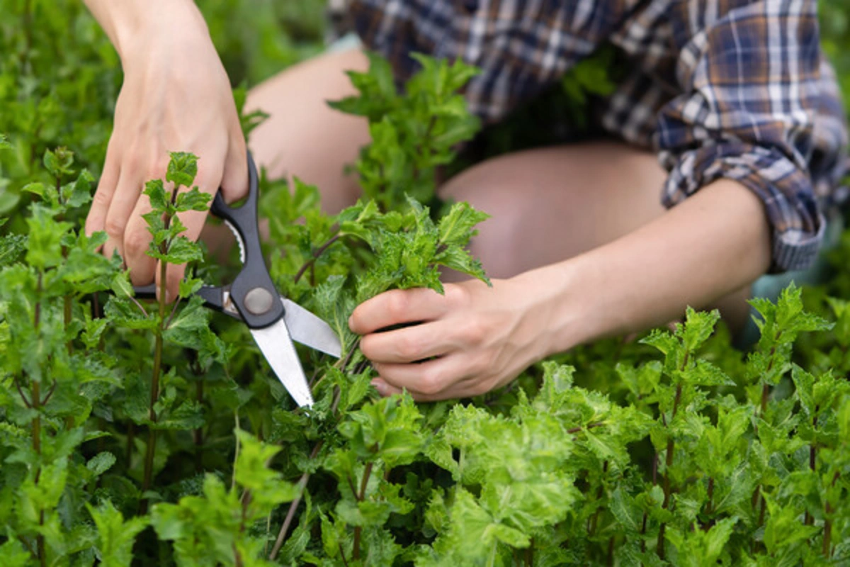 Named plant capable of suppressing inflammation in the brain