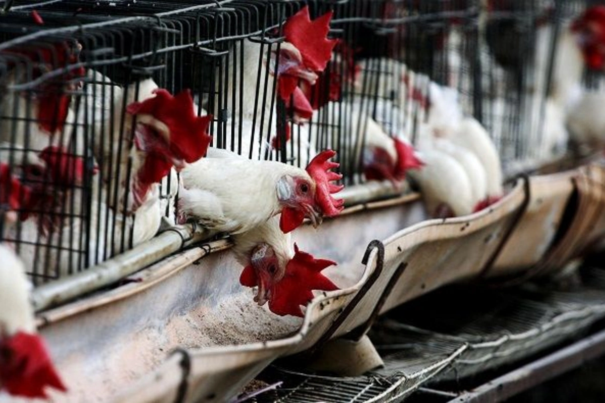 A well-known broiler company found itself in enormous debt and changed its management