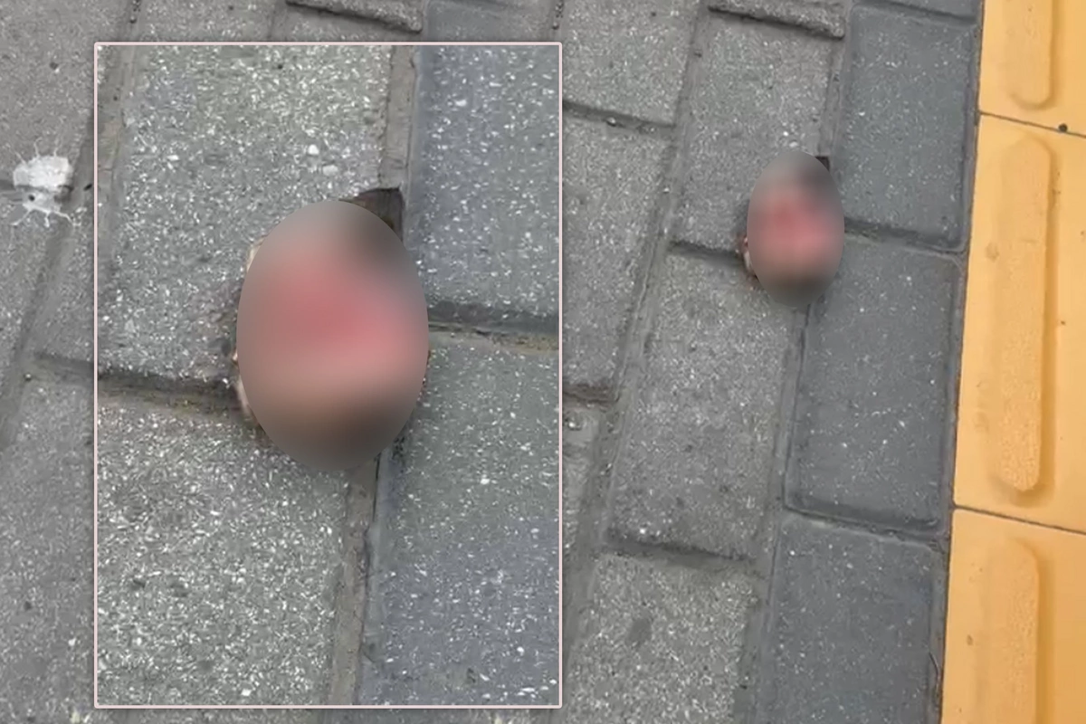В Баку рядом с парком обнаружена отрезанная голова кошки В Баку рядом с парком обнаружена отрезанная голова кошки