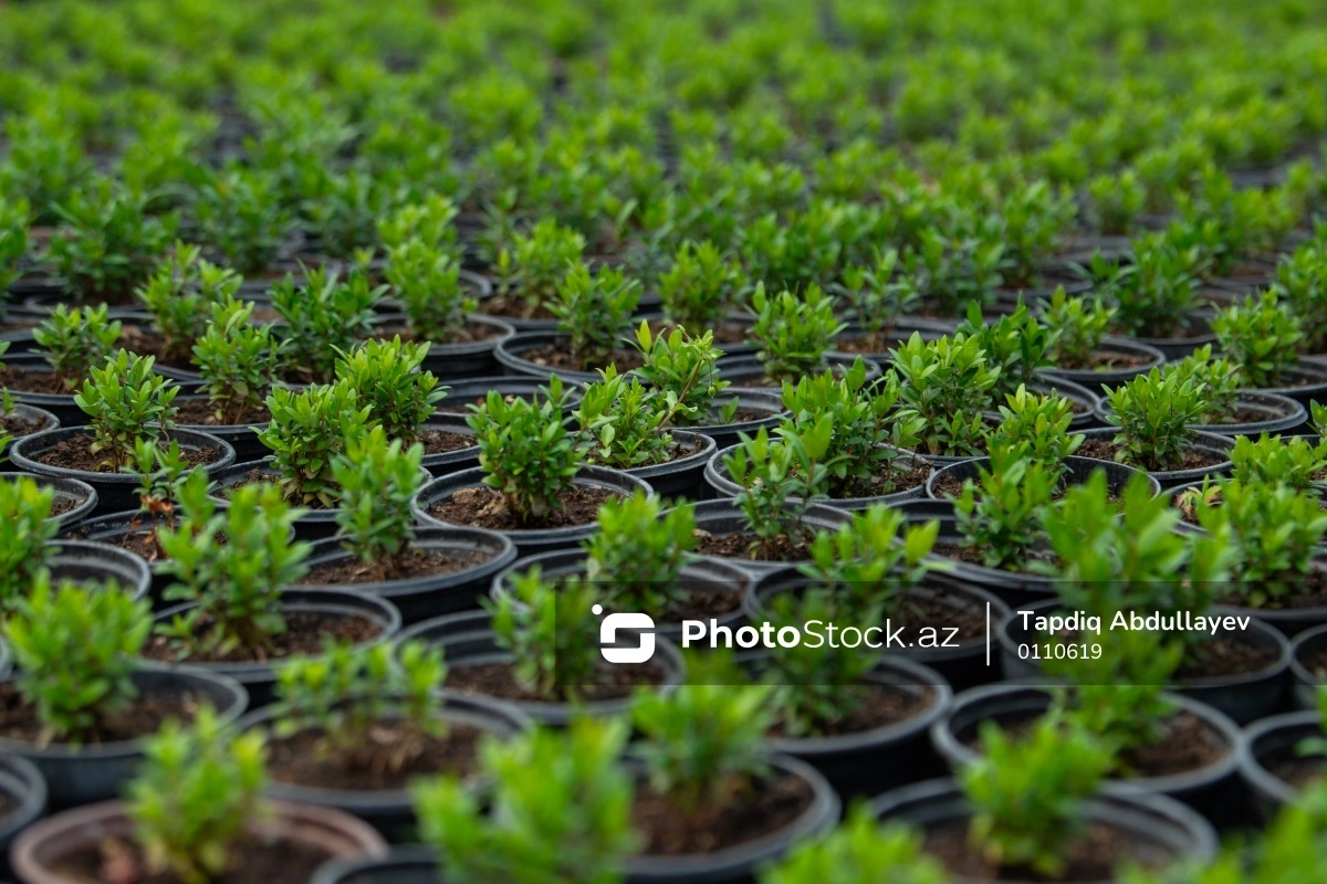 Import of certain seedlings to Azerbaijan for planting is exempt from duty