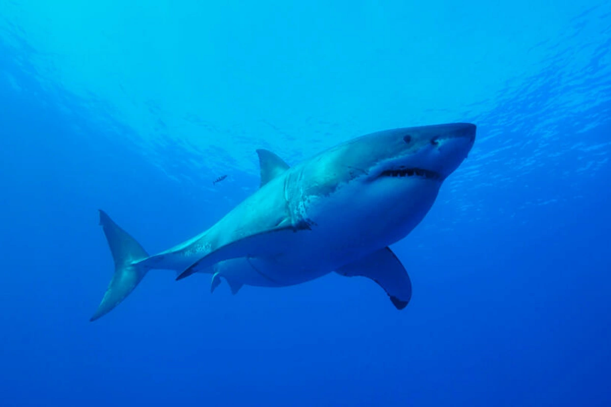 In the USA, the appearance of a four-meter killer shark has been documented In the USA, the appearance of a four-meter killer shark has been documented