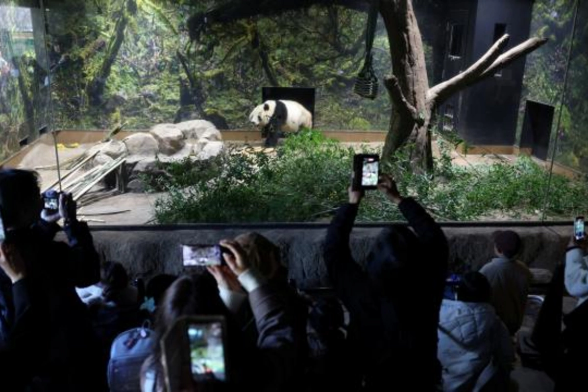 Yaponiyada pandalara görə minlərlə insan zooparka axışdı