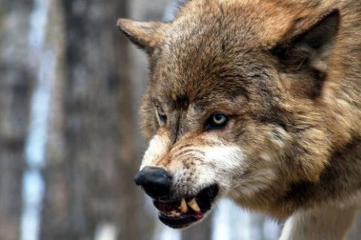 Yırtıcılar təsərrüfatda böyük fəsadlara səbəb olurlar