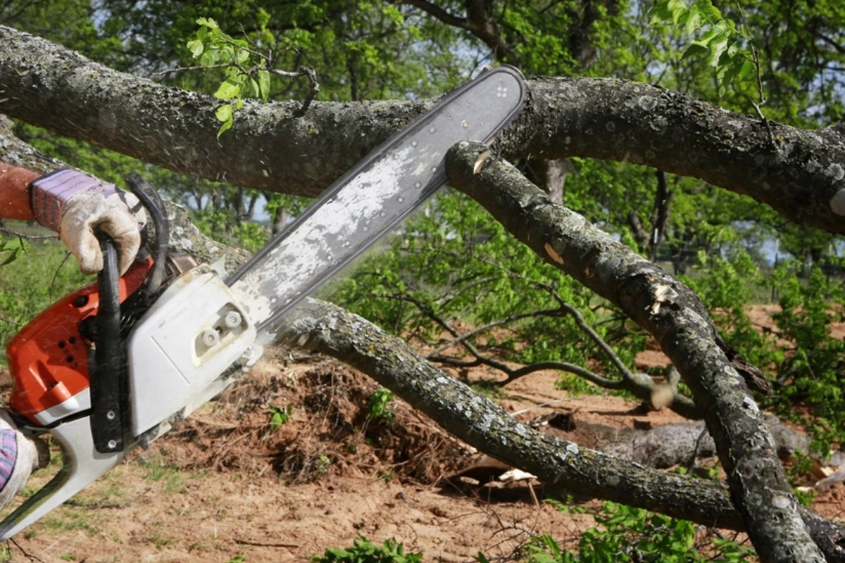 Zərdabda qanunsuz ağac kəsən şəxs saxlanılıb