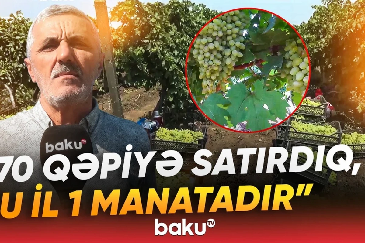 7-8 dəfə dərman vurduq, amma təsiri olmadı - Fermerləri çarəsiz qoyan problem nədir?