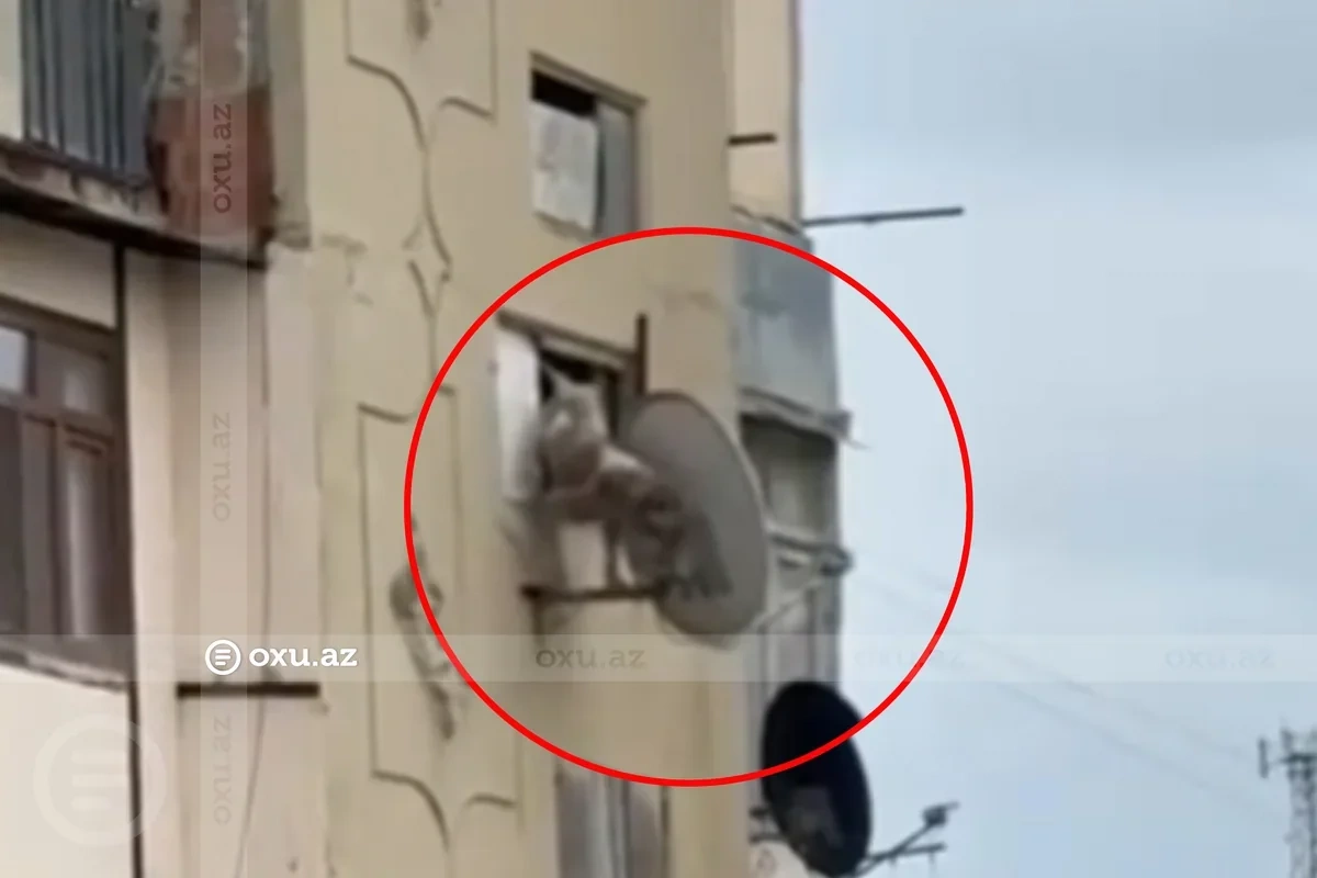 İtə qarşı zorakılıq edən şəxslə bağlı şok iddia