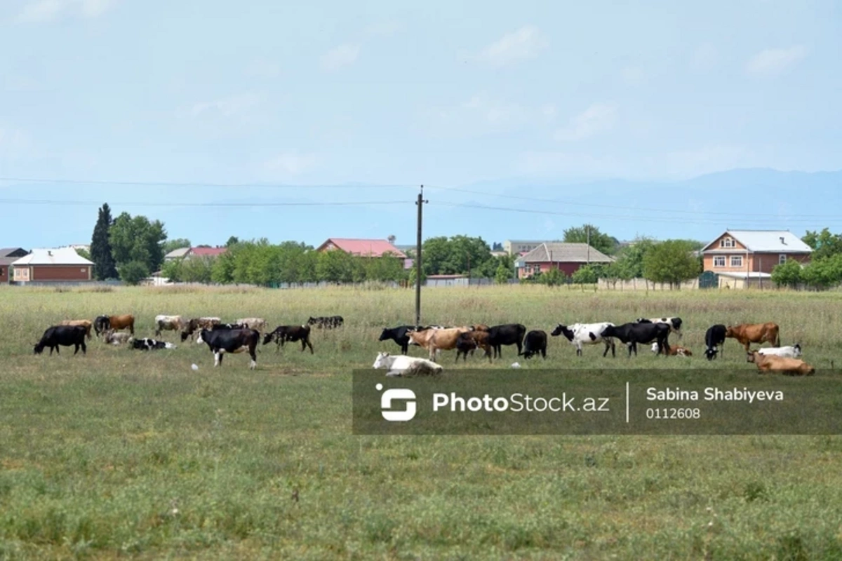 В Азербайджане скот будет продаваться через биржи