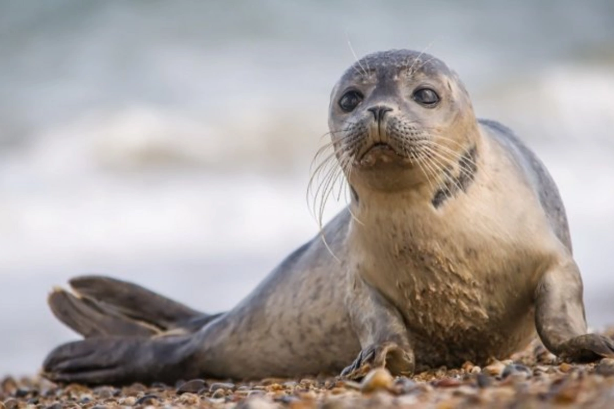 Mərkəz: Xəzərdə suiti ölümləri norma daxilindədir
