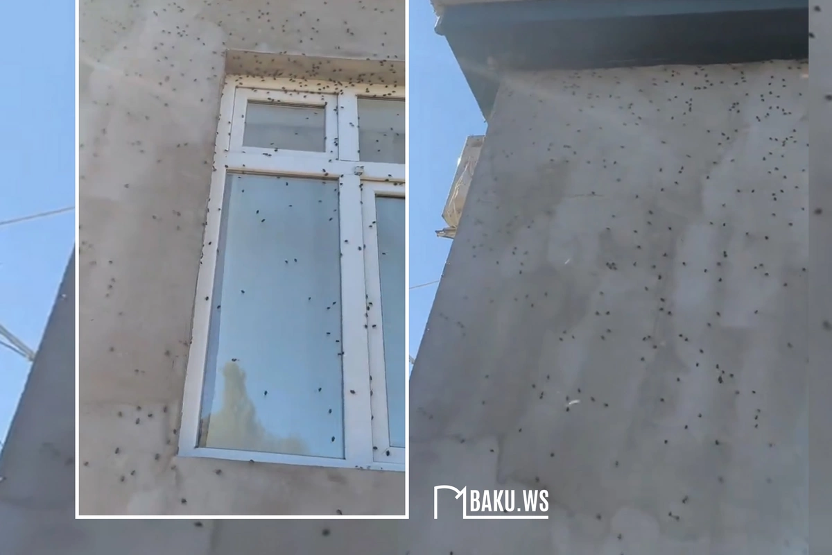 Zaqatalada böcəklər evlərə kütləvi hücum edib