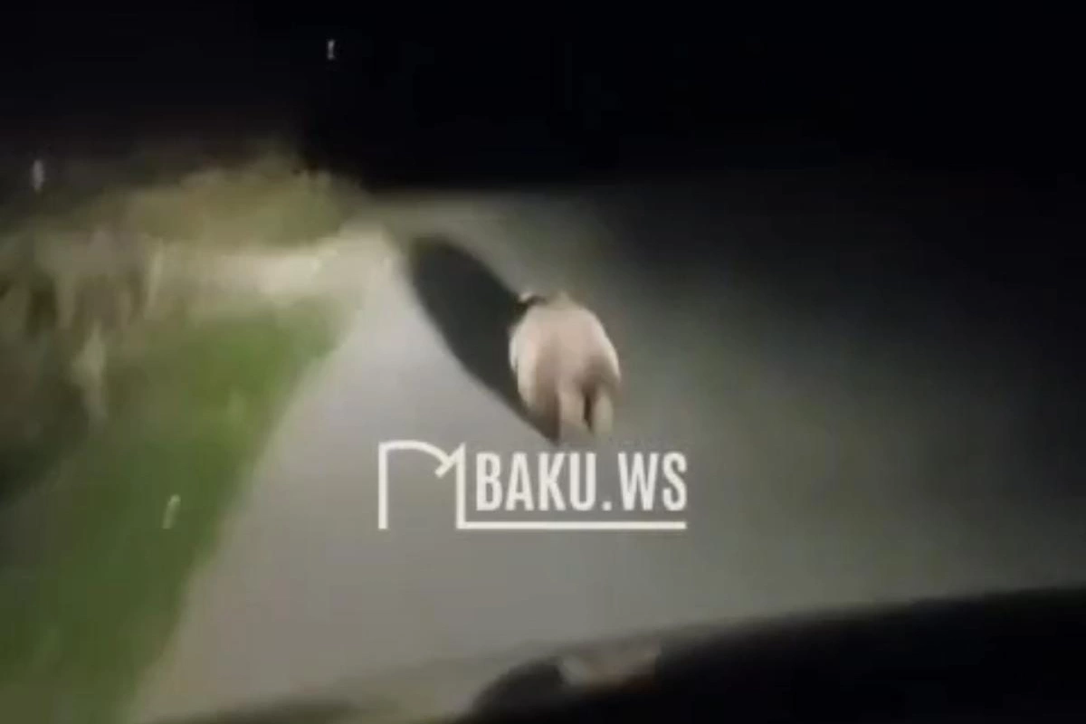 Azərbaycanda ayı həyətə soxuldu
