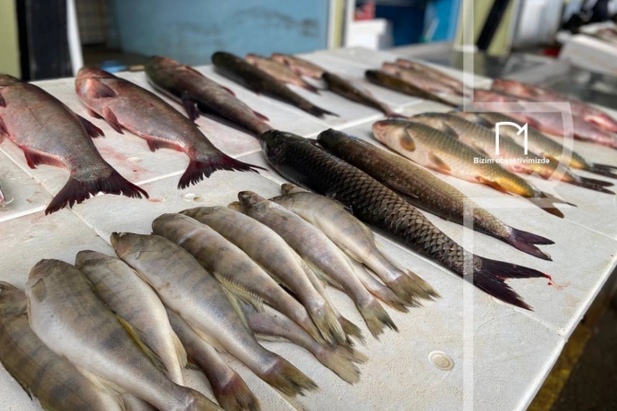 Yerli balıq məhsullarının ƏDV-dən azad olması müzakirə edilib