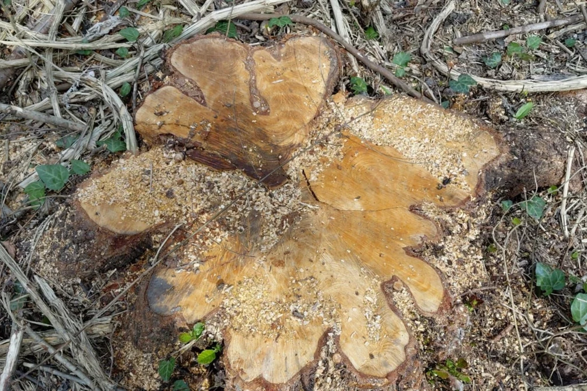 Qanunsuz ağac kəsən 3 nəfər saxlanılıb