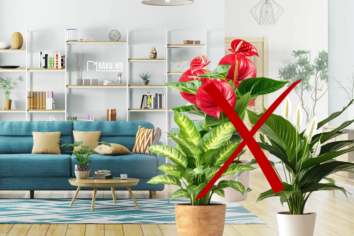 Ev şəraitində düzgün saxlanmadığı halda TƏHLÜKƏLİ OLAN BİTKİLƏR