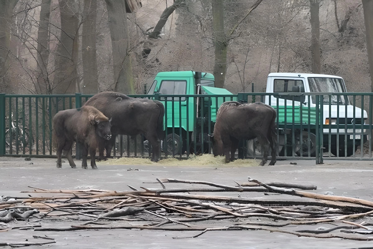 Almaniyadan Azərbaycana 18 zubr yola salınıb
