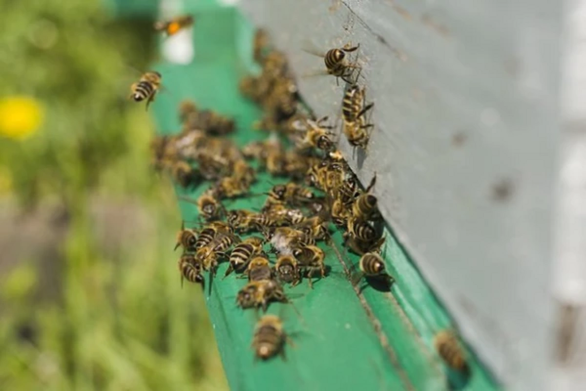 In France, aggressive bees sent 24 people to the hospital within a few minutes In France, aggressive bees sent 24 people to the hospital within a few minutes