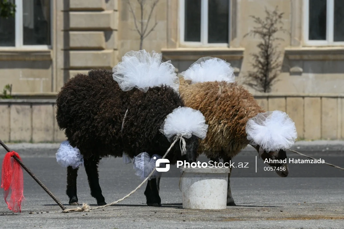 Qurbanlıq heyvanların satışı və kəsiminə nəzarət gücləndirilir