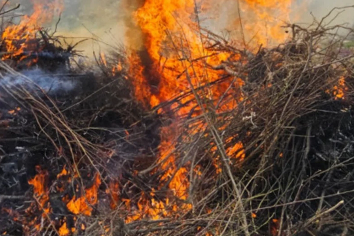 В импортированных в Азербайджан саженцах обнаружен опасный вирус