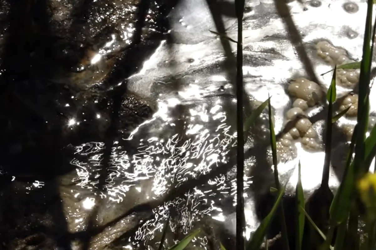 Zığ sakinləri təhlükə içində: Uşaq gözümün qabağında kanala düşdü