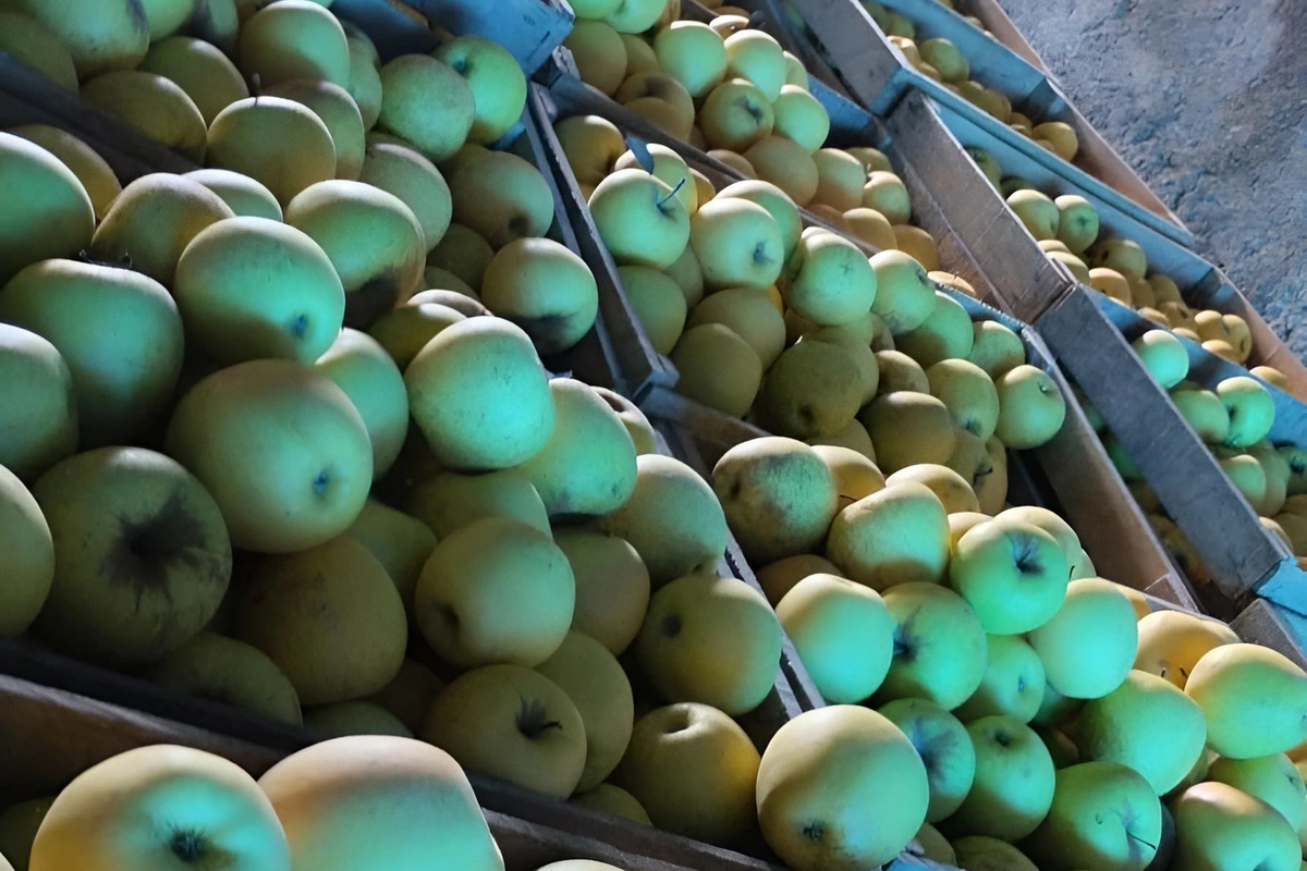 В партии яблок для экспорта в Турцию обнаружено превышение пестицидов В партии яблок для экспорта в Турцию обнаружено превышение пестицидов