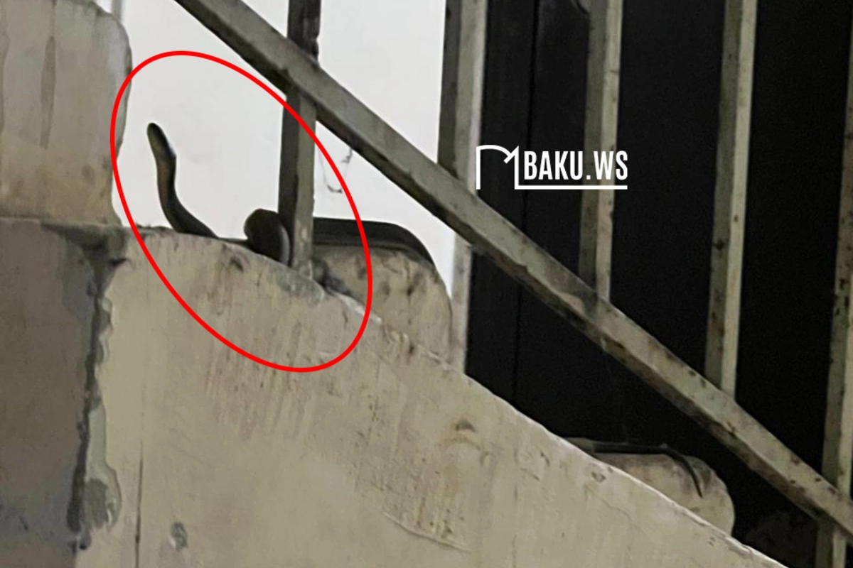 Bakıda yaşayış binasında ilan peyda olub - Sakinlər təşvişdə