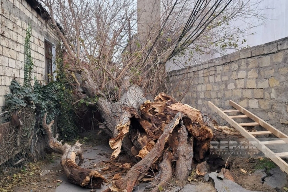 Сильный ветер в Баку повалил дерево на высоковольтную ЛЭП