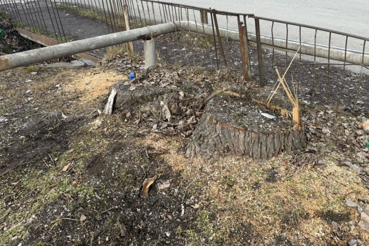 Oğuzda qanunsuz ağac kəsiminə görə cinayət işi başlanılıb