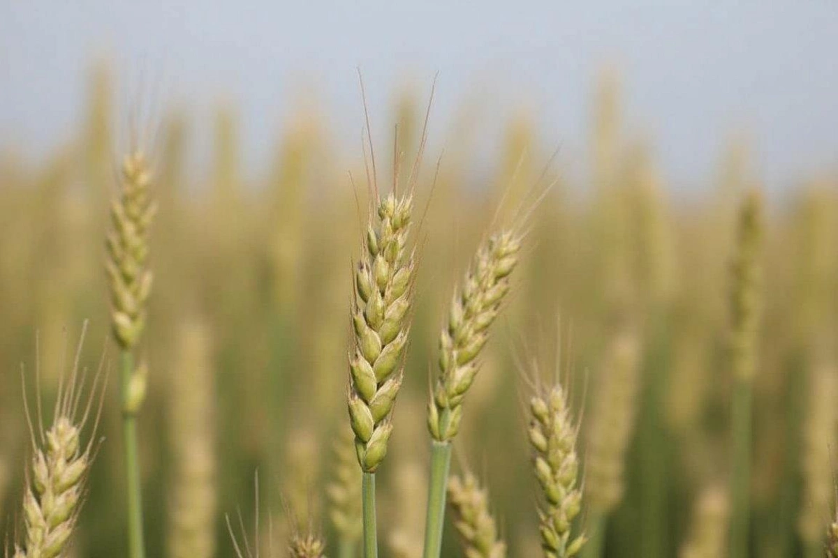 Azərbaycanda ötən il ümumi taxıl istehsalı 3 faiz artıb