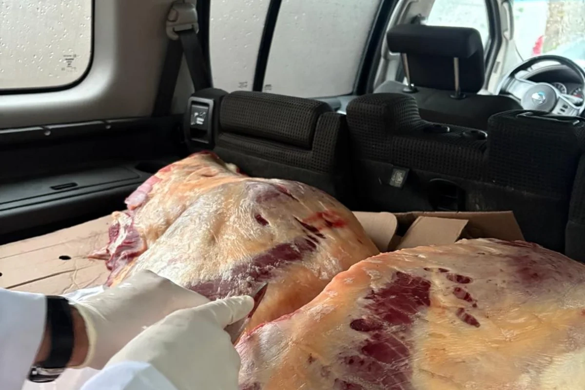 İstehlaka yararsız 227 kq at əti aşkarlanıb