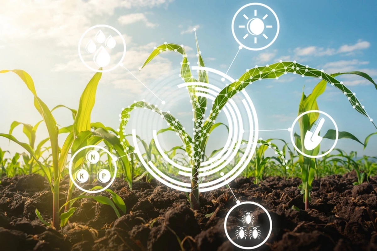 Новая эра сельского хозяйства: азербайджанские аграрии осваивают маркетинг и инновации