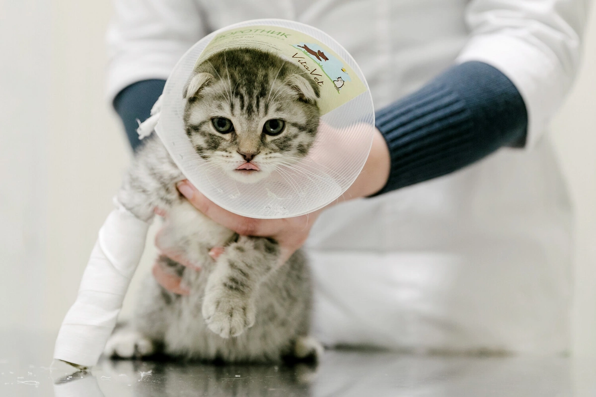 У домашних кошек нашли опасного для людей паразита