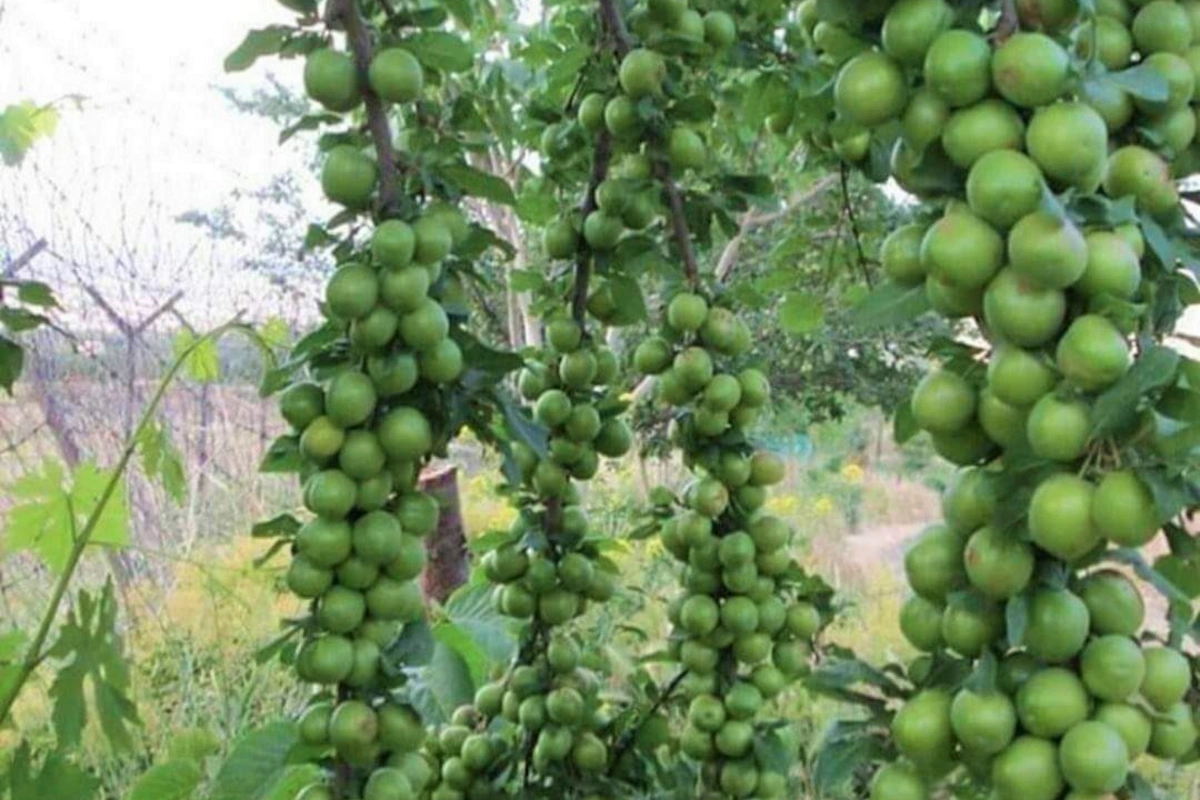 Bazarda 15 manata satılan göycə nə vaxt ucuzlaşacaq?