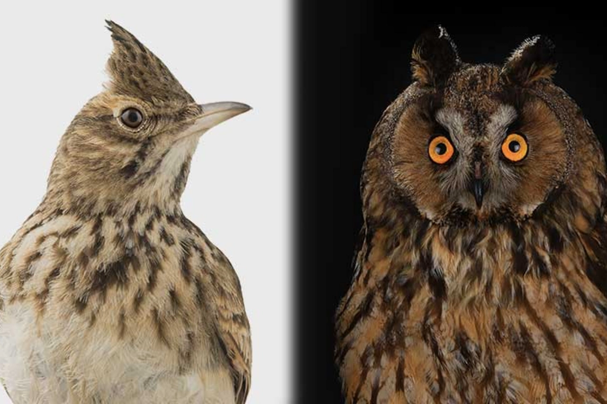 Azerbaijanis turned out to be the earliest birds according to genetic data Azerbaijanis turned out to be the earliest birds according to genetic data