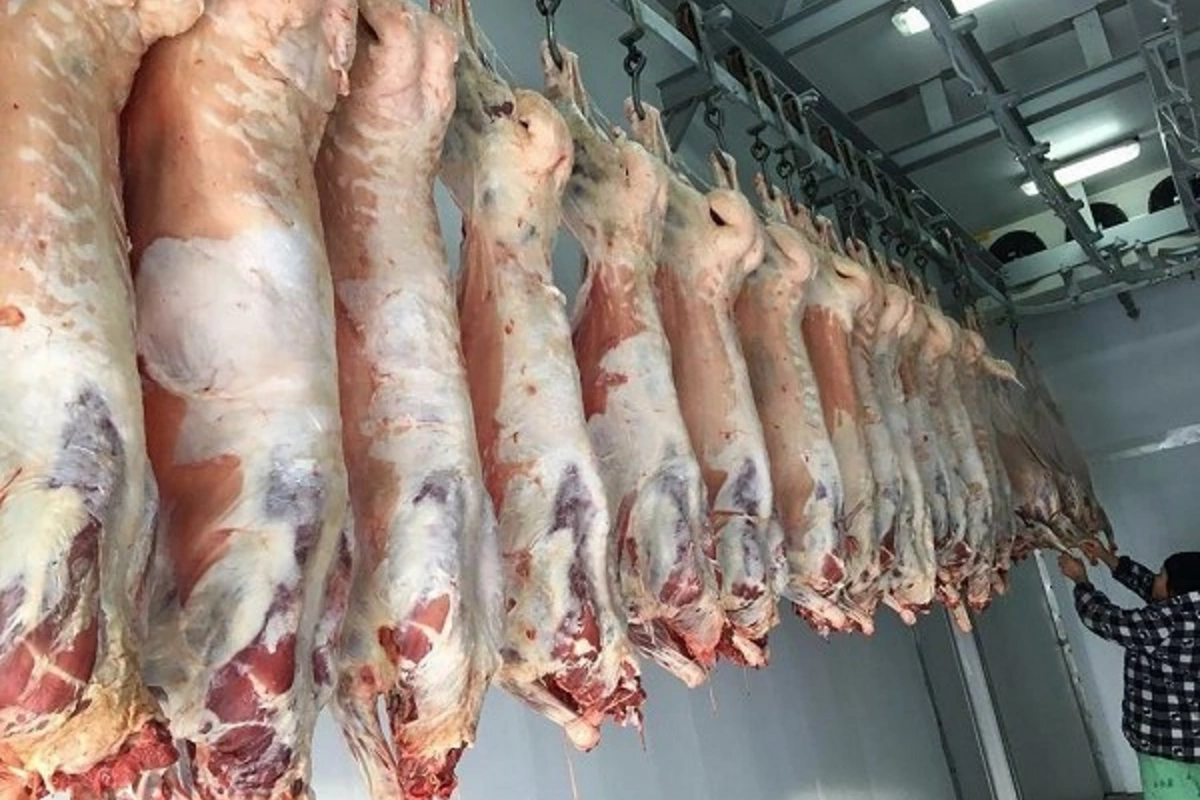 Bakıda satılan monqol quzuları təhlükəsizdir? - AÇIQLAMA