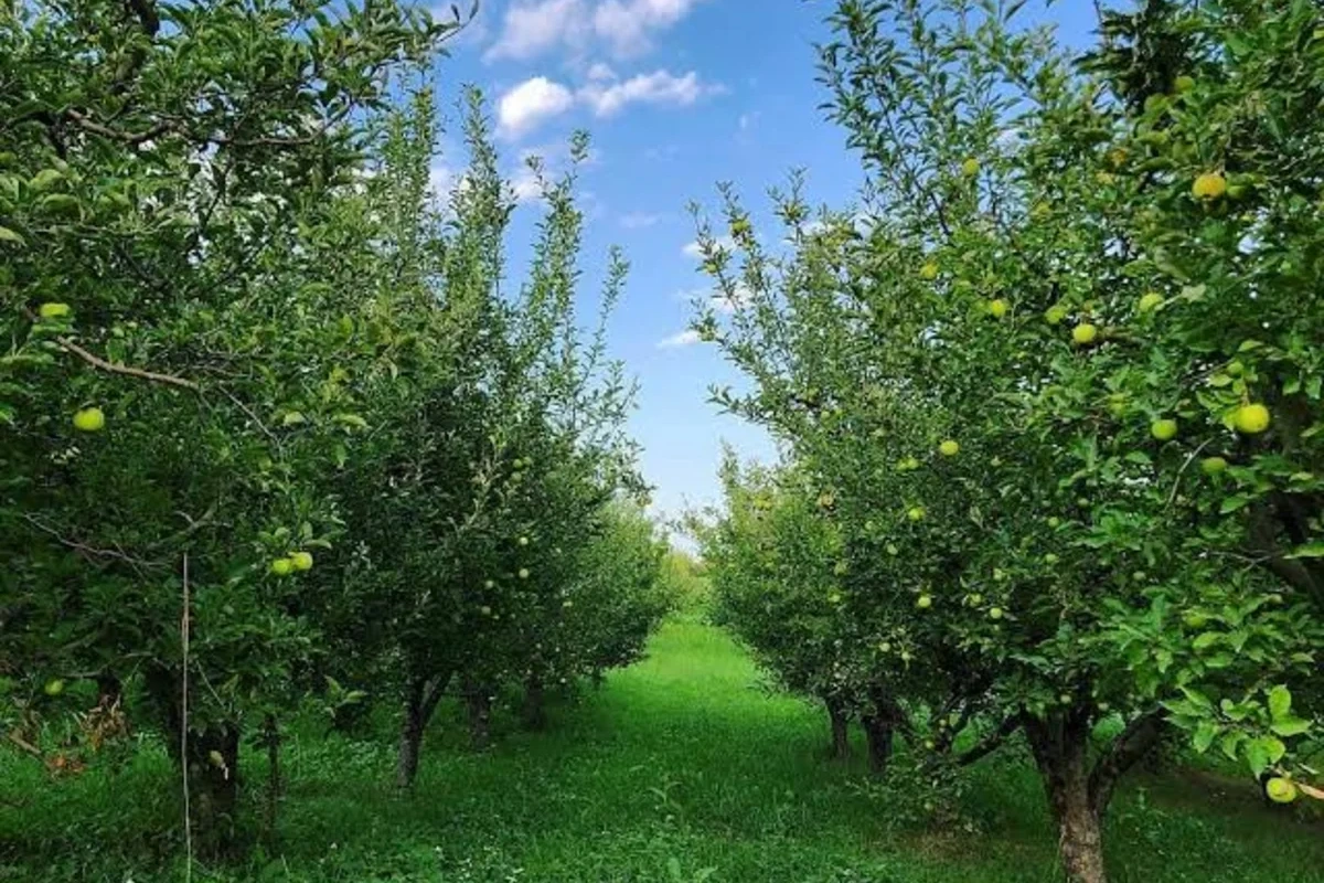 Qubanın alma bağlarında xəstəlik yayılıb, məhsuldarlıq xeyli azalıb