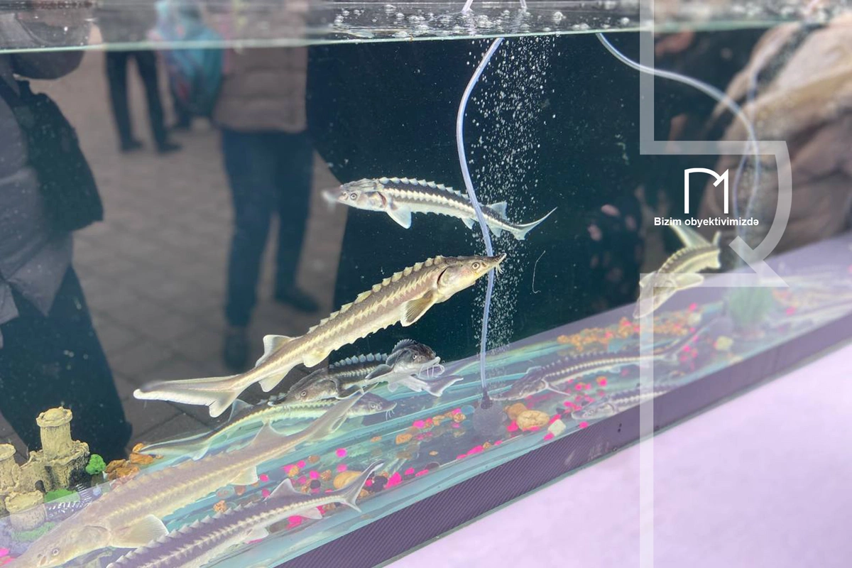 Neftçalada rayonunda I Balıq Festivalı keçirilib