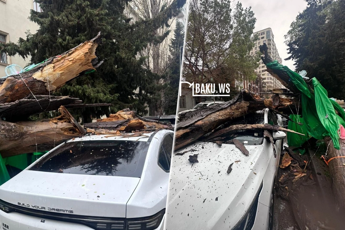 Ağac BYDnin üzərinə aşdı, maşın yararsız hala qaldı
