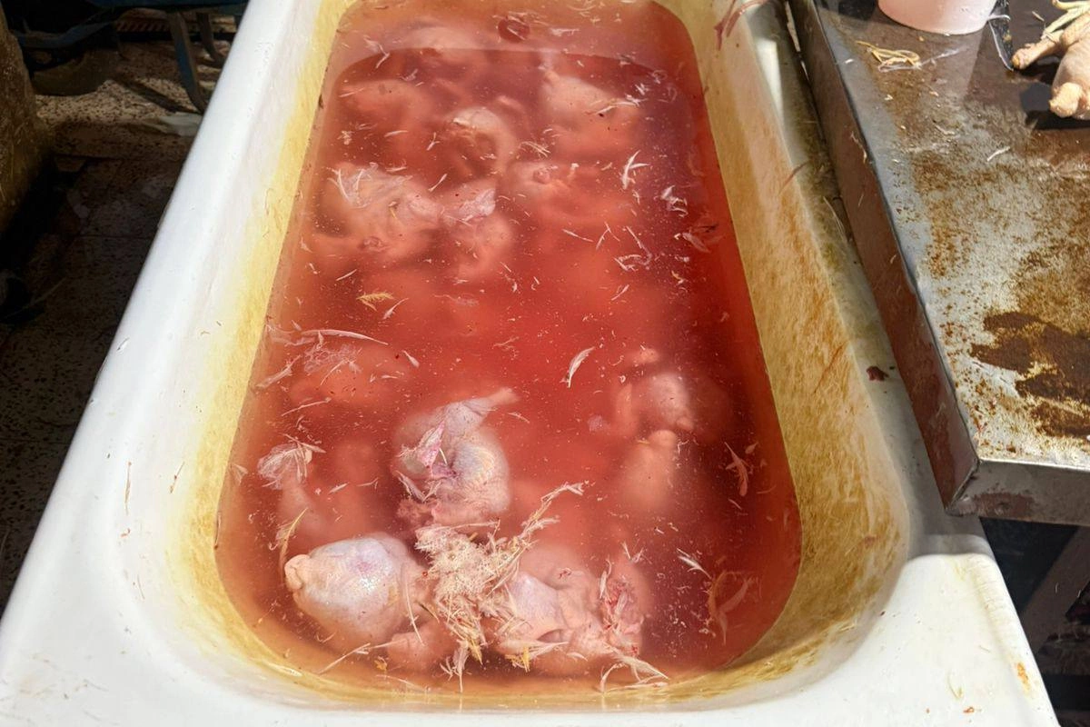 Rənglənib satılan toyuqlara məhdudiyyət qoyuldu