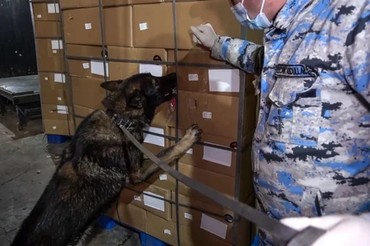 Таможенники пресекли попытку контрабанды более 100 кг марихуаны