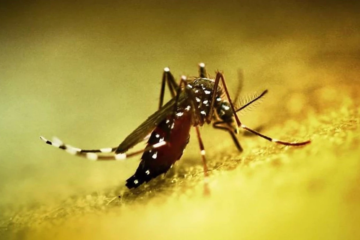 New outbreak of chikungunya fever in China: more than 8000 cases in Guangdong, state of emergency declared New outbreak of chikungunya fever in China: more than 8000 cases in Guangdong, state of emergency declared