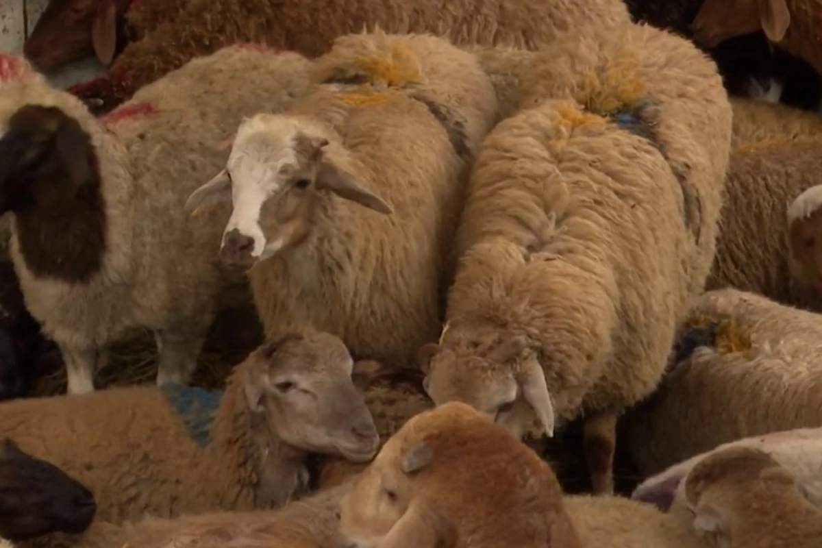 Qurban bayramı ərəfəsində heyvan bazarnda SON VƏZİYYƏT Qurban bayramı ərəfəsində heyvan bazarnda SON VƏZİYYƏT
