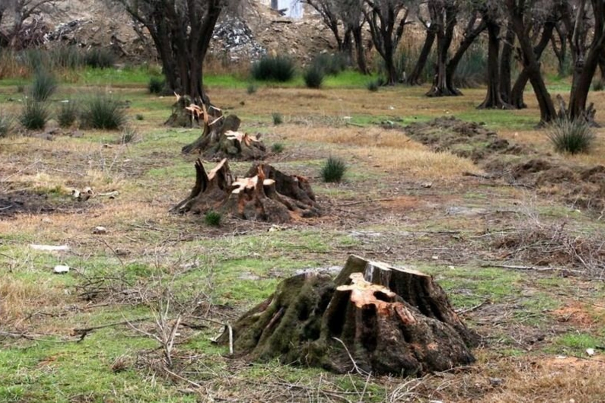 Bakıda və bir neçə rayonda yaşıllıqlara 165 min manatdan çox ziyan vurulub