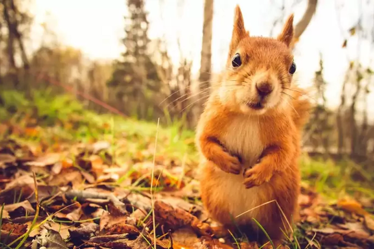 Noyabrın 28 günü Bakı və Abşeronda havanın temperaturu yuxarı olub