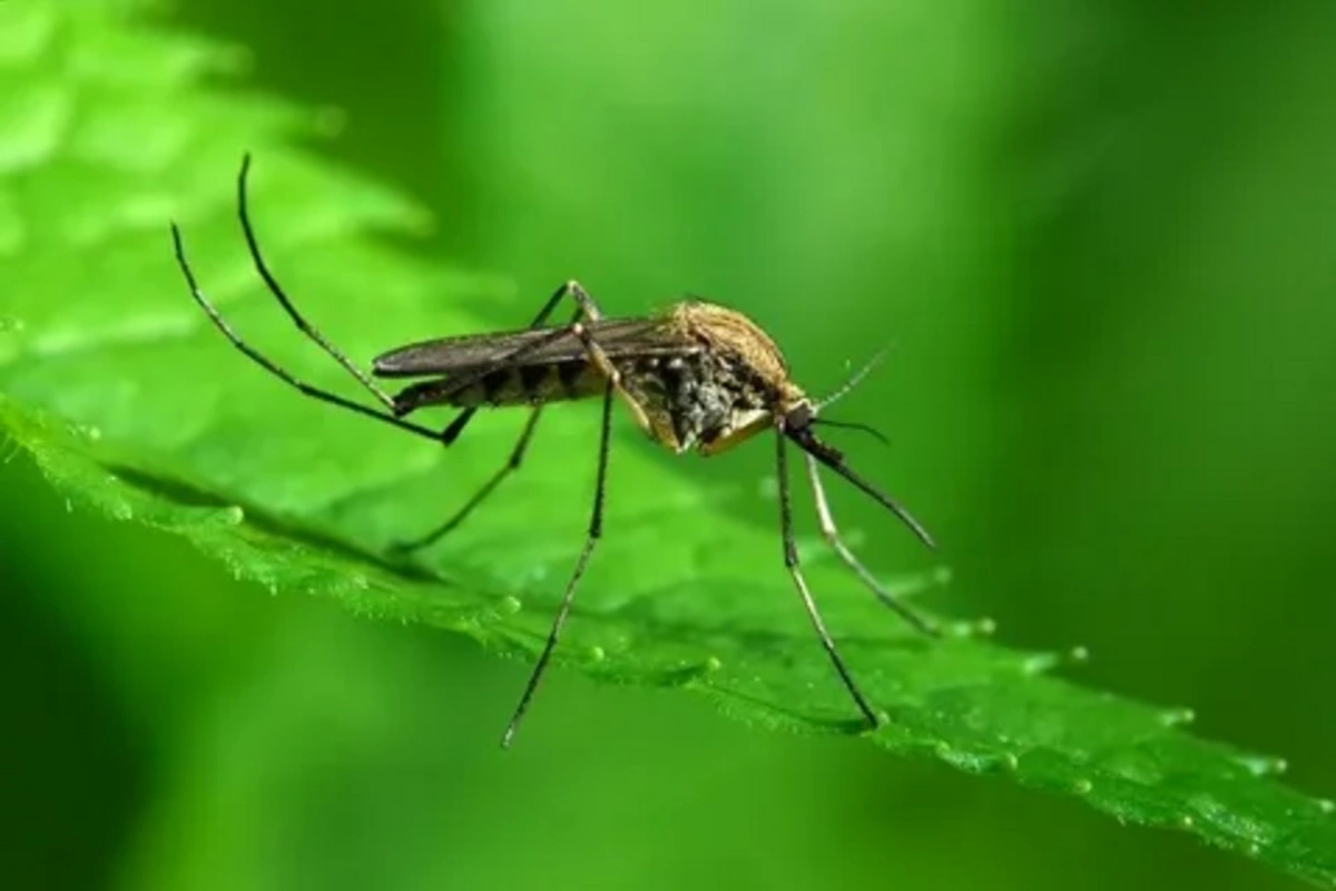 Humanity is under threat due to the discovery of mosquitoes in Iceland