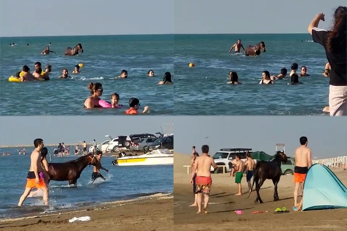 Pirşağı çimərliyində atla dənizə girən şəxs MƏSULİYYƏTƏ CƏLB OLUNDU Pirşağı çimərliyində atla dənizə girən şəxs MƏSULİYYƏTƏ CƏLB OLUNDU